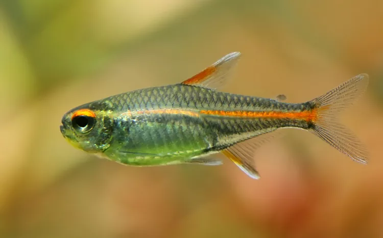 Glowlight Tetra